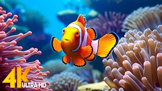 Aquarium 4K VIDEO (ULTRA HD) 🐠 Beautiful Coral Reef Fish - Relaxing Sleep Meditation Music #81