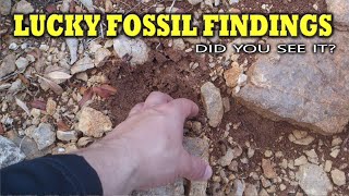 Lucky Fossil Findings - Did you see it ?