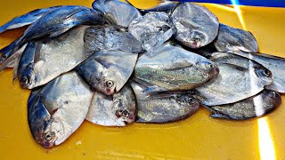 Fish trim, Silver pomfret, butter fish, sashimi