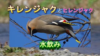 野鳥・川に降りたヒレンジャク・キレンジャクが急いで水を飲むきれいでかわいい姿/Waxwing  drinking Water