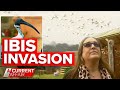 Hundreds of ibis cover house, backyard and family dog in poop | A Current Affair