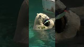 欲張りホウちゃん　ついにオモチャ4個持ち　#polarbear#ゴイサギ#天王寺動物園