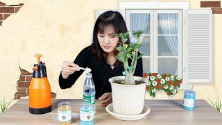 沙漠玫瑰怎么施肥 | How to fertilize desert roses