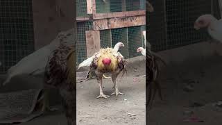 Son and father together 🤍 parrotbeak long tail aseel #viralshort #aseelmurga #chicken #parrotbeak