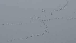 Canada Geese flying south for Winter