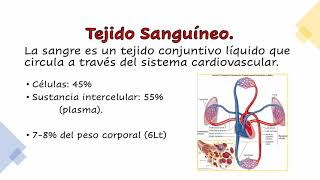 HISTOLOGÍA DEL TEJIDO SANGUÍNEO (Parte 1/3)