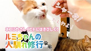 【怖くないよ】ねこけんの猫たち～預かりさん宅で人馴れ修行中　ルミちゃん♡