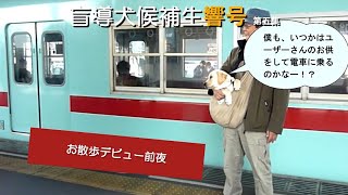 【盲導犬候補生響号 第五集】お散歩デビュー前夜