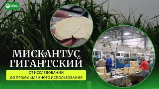 Мискантус гигантский - от исследований до промышленного использования. Первый Питомник.