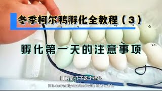 冬季柯尔鸭种蛋孵化全教程（3），孵化第一天的注意事项