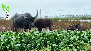 Relaxing Nature Sounds in a Field with Herds of Cows Grazing