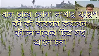 Dhan gaser Nona lagar karon, ধান চাষে নোনা লাগার কারণ ও প্রতিকার