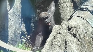 一人で遊ぶスモモちゃんがかわいい♪【2023年5月24日】【上野動物園】スモモ