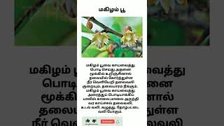 மகிழம் பூ பயன்கள் / magizham poo benefits #viral #shortvideo #shorts #short