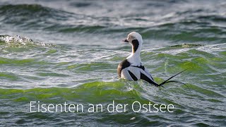 Eisenten an der Ostsee 4K