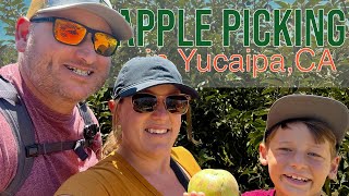 Why Apple Picking in Yucaipa is a Must!