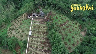 Kebun Durian Keren Di Priangan Timur | Kebon SaungKai