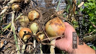 家庭菜園　根切りした玉ねぎと　根切りしていない玉ねぎで　成長を観察しましたが　根切りしていない玉ねぎの方が若干大きい結果に