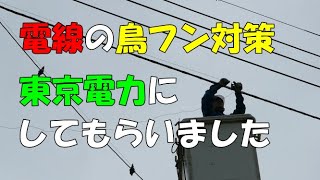 電線の鳥フン対策　東電さんに頼んでみた！