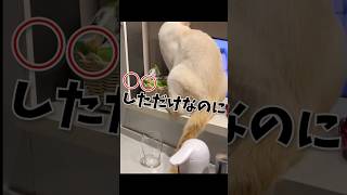 ○○しただけなのに#あにまるず #ショート #ふくろう #カカポ #かわいい動物動画 #おもしろ動物動画 #いぬねこ#ねこ