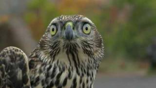 Searching for goshawks in Minnesota's north woods.