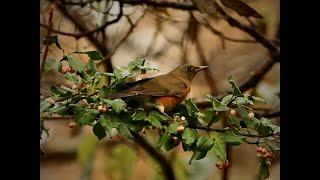 戸隠 (その２) 森林植物園でアカハラを確認