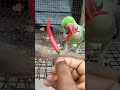 #cuteparrot #animals#YouTube short#short video#cutebird