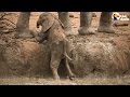 Baby Elephant Stuck In Mud Gets Help From Family