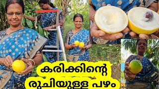 ഈ അമ്മയുടെ കയ്യിൽ ഇരിക്കുന്ന കരിക്കിന്റെ രുചിയുള്ള ഈ കാട്ടുപഴം കഴിച്ചിട്ടുണ്ടോ