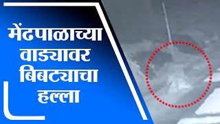 Pune | बिबट्याचा मेंढपाळाच्या वाड्यावर हल्ला, शेळीला नेतानाचा व्हिडीओ कॅमेऱ्यात कैद - tv9