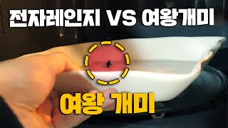 개미를 전자레인지에 넣으면..?! [오늘의 실험]