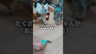 犬カフェが仙台に！かわいいが大渋滞しています #犬カフェ