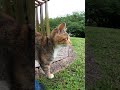 【cat】雨宿りをしていた三毛猫ちゃん