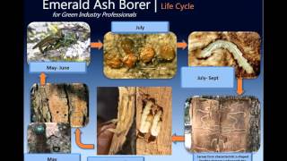 urban EAB planning