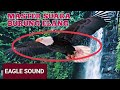 MASTERAN SUARA BURUNG ELANG BONDOL (MP3). UNTUK MENGUSIR HAMA TIKUS DLL.