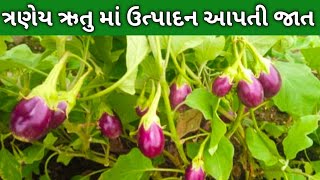 ત્રણેય ઋતુ માં વધારે ઉત્પાદન આપતી જાત ||એપલ ડોલી ||ડોલી જુમખા||બજરંગ નર્સરી||ખેડુત મિત્ર||સંજય ભાઈ