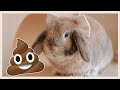 A Guide to Rabbit Poop