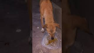 Feeding Hungry Stray Dog😔🙂Street Dogs Happiness 😇 #shorts #dog