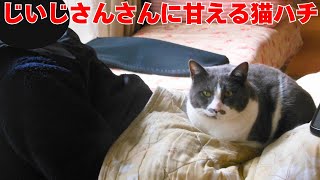 大好きなじいじさんの膝の上で甘える猫ハチ【じいじさんとばあばさんと猫たち】