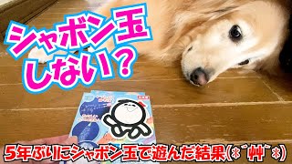 【ゴールデンレトリバーのポンちゃん】ねぇポン！久しぶりにシャボン玉しない？～5年ぶりにシャボン玉で遊んだ結果(*´艸｀*)