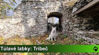 Túlavé labky: Tríbeč (Čierny hrad, Veľký Tríbeč)