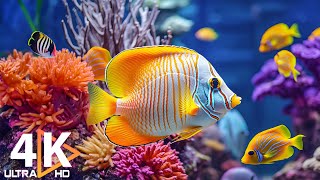 Aquarium 4K VIDEO (ULTRA HD) 🐠 Beautiful Coral Reef Fish - Peaceful Music \u0026 Colorful Marine Life #50