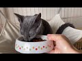 生後5ヶ月ロシアンブルー子猫のモーニングルーティン【russianblue】　 ロシアンブルー 子猫 cat russianblue kitten