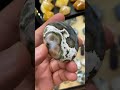 8th Vein Ocean Jasper Pebble (Palmstone)