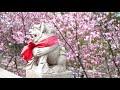 新北市林口區 竹林山觀音寺 jeff 4k video zhulin guanyin temple new taipei city jeff0007