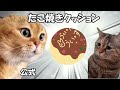 ラブライブの4400円のたこ焼きクッション【猫ミーム】 猫マニ 猫ミーム