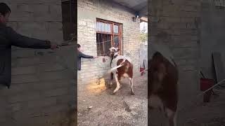 A cow resisted the veterinarian's injection #amazing #thrilling