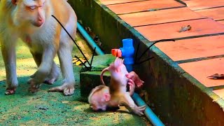 Wooooow....The cutest monkey leaping and jogging to follow mummy amazingly