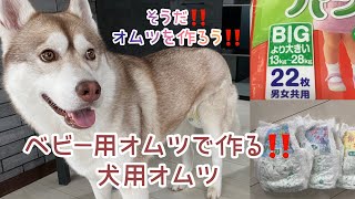 犬 オムツ 作り方 ヒート（生理）用、介護用オムツを人用オムツパンツから作る方法 簡単にハンドメイド・大型犬用