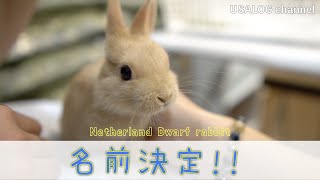 うさぎの名前決まりました！　ネザーランドドワーフ　#40